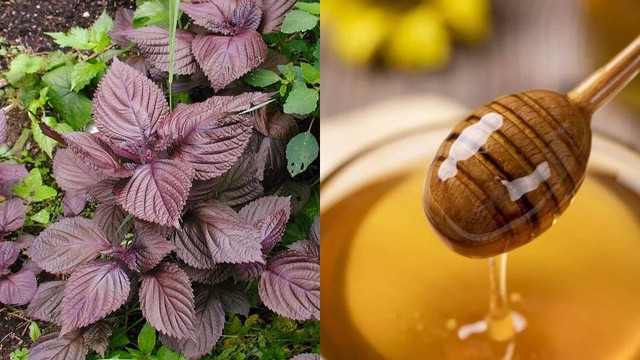L&agrave;m đẹp bằng l&aacute; t&iacute;a t&ocirc; kh&ocirc;ng phải ai cũng biết - Ảnh 2.