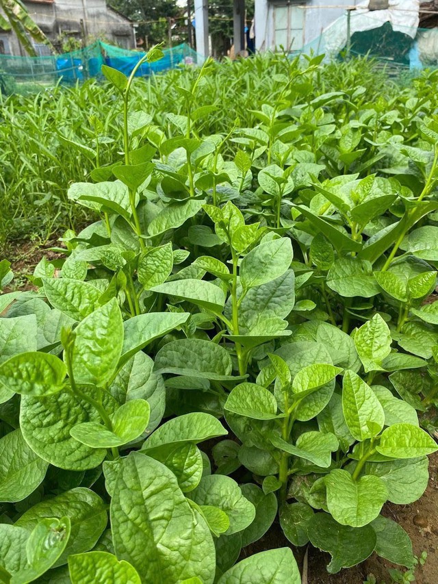 Loại rau m&ugrave;a h&egrave; hỗ trợ kiểm so&aacute;t mỡ m&aacute;u, tốt cho tuổi trung ni&ecirc;n, nấu canh hay x&agrave;o đều ngon - Ảnh 1.
