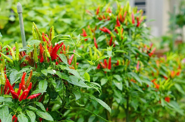 Mách bạn các loại cây gia vị siêu dễ trồng, quanh năm có rau sạch ăn lại đỡ tốn tiền đi chợ - Ảnh 2.