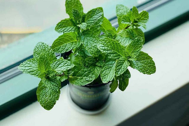 Muỗi chạy mất dép với loại cây phong thủy siêu hợp trồng trong nhà - Ảnh 1.