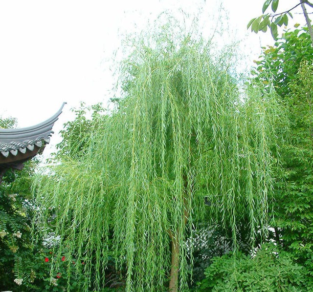 Muốn gia đạo êm ấm, tiền bạc dư dả, chớ để cây này trước nhà - Ảnh 2.