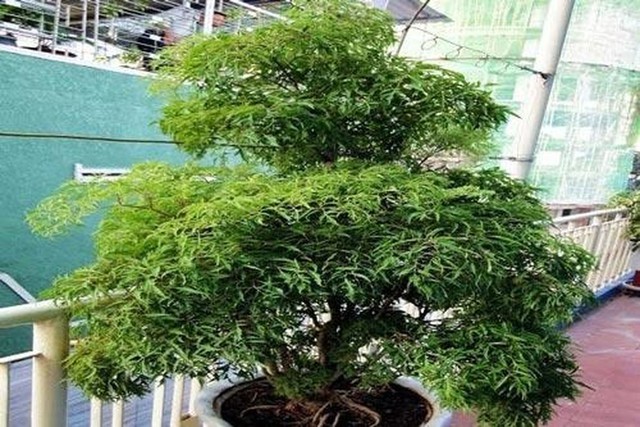 Muốn gia đạo y&ecirc;n ấm, tiền t&agrave;i kh&ocirc;ng thất tho&aacute;t, đặt ngay c&acirc;y đinh lăng ở vị tr&iacute; n&agrave;y - Ảnh 1.