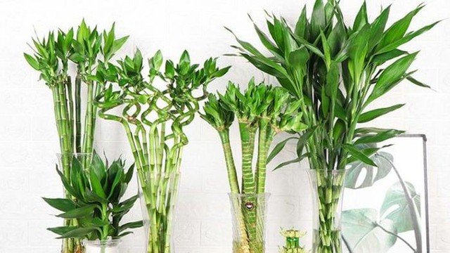 Lý do bàn thờ Thần tài đặt dưới đất và số cây phát tài nên để tháng 7 âm - Ảnh 2.
