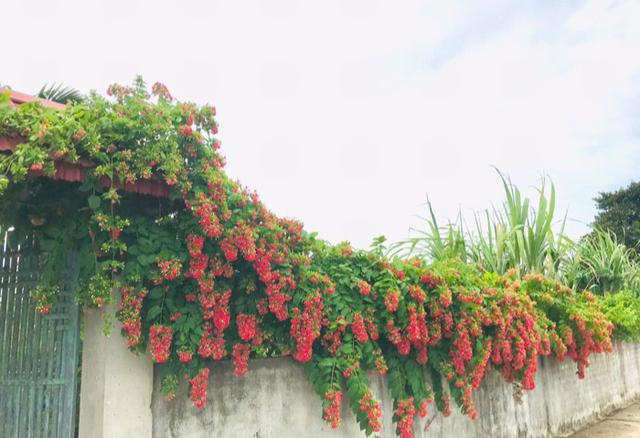 Người trồng sử qu&acirc;n tử n&ecirc;n đặc biệt lưu &yacute; điều n&agrave;y kẻo "rước họa" v&agrave;o người - Ảnh 3.