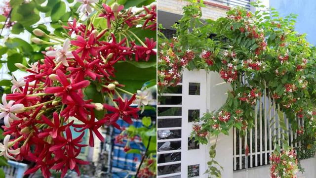 Người trồng sử qu&acirc;n tử n&ecirc;n đặc biệt lưu &yacute; điều n&agrave;y kẻo "rước họa" v&agrave;o người - Ảnh 1.
