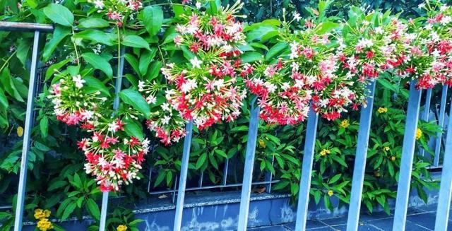 Người trồng sử qu&acirc;n tử n&ecirc;n đặc biệt lưu &yacute; điều n&agrave;y kẻo "rước họa" v&agrave;o người - Ảnh 2.