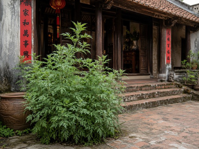 Loài rau thảo mộc giàu dương khí nên trồng trước nhà để rước tài lộc - Ảnh 1.