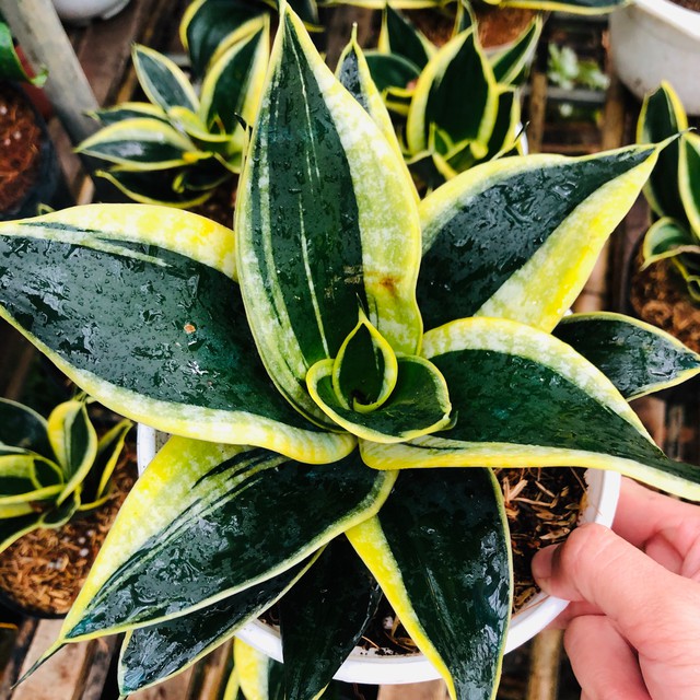 Bí mật công dụng của cây lưỡi hổ đối với sức khỏe và vị trí đặt cây tăng sinh khí - Ảnh 2.