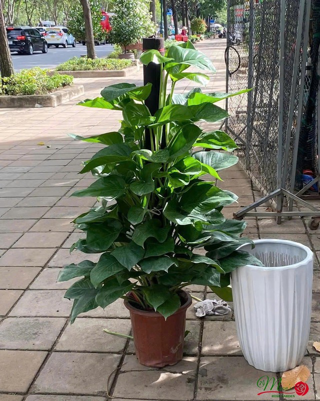 Người mệnh n&agrave;y trồng c&acirc;y trầu b&agrave;, t&agrave;i lộc nh&acirc;n đ&ocirc;i, tiền v&agrave;o như nước chẳng lo ngh&egrave;o kh&oacute; - Ảnh 1.