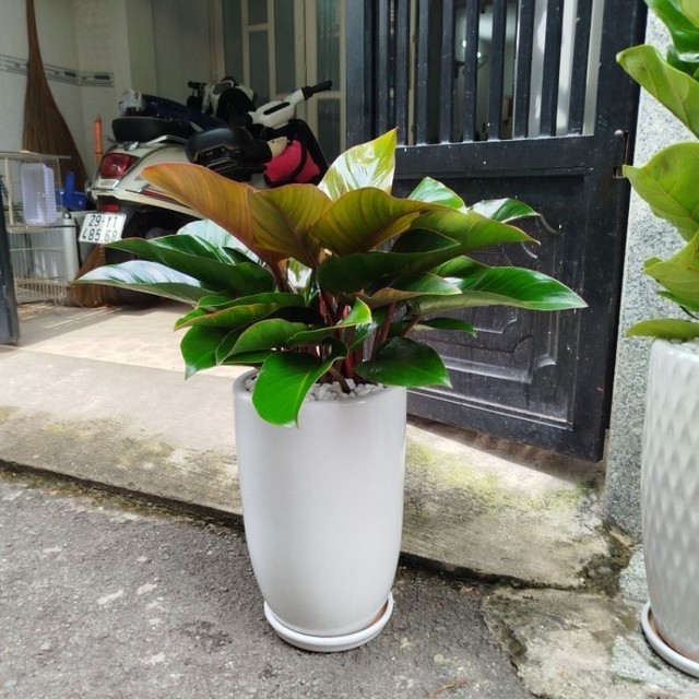 Người mệnh n&agrave;y trồng c&acirc;y trầu b&agrave;, t&agrave;i lộc nh&acirc;n đ&ocirc;i, tiền v&agrave;o như nước chẳng lo ngh&egrave;o kh&oacute; - Ảnh 2.