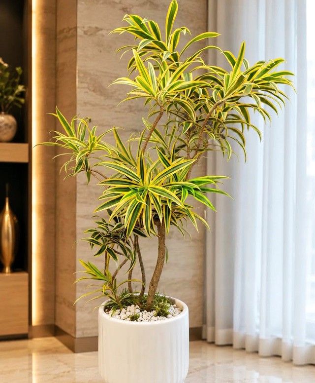 3 C&acirc;y cảnh l&aacute; v&agrave;ng mang t&agrave;i lộc , đẹp như &ldquo; c&acirc;y mạ v&agrave;ng &rdquo; cho kh&ocirc;ng gian sống - Ảnh 5.