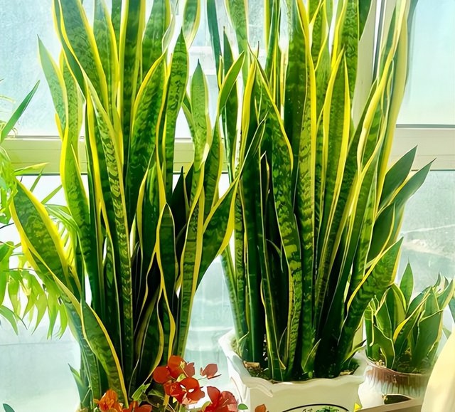 3 C&acirc;y cảnh l&aacute; v&agrave;ng mang t&agrave;i lộc , đẹp như &ldquo; c&acirc;y mạ v&agrave;ng &rdquo; cho kh&ocirc;ng gian sống - Ảnh 3.