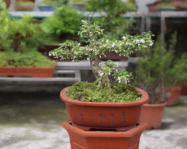 Loại c&acirc;y phong thủy tỏa hương quanh năm, gi&uacute;p trấn giữ long mạch được săn l&ugrave;ng - Ảnh 2.