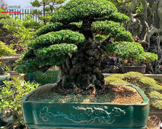Loại c&acirc;y phong thủy tỏa hương quanh năm, gi&uacute;p trấn giữ long mạch được săn l&ugrave;ng - Ảnh 1.