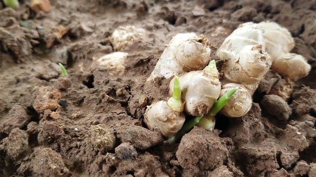 Sự thật ít người biết về gừng mọc mầm có ăn được không và cách bảo quản an toàn cho sức khỏe - Ảnh 1.