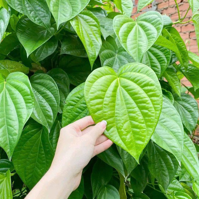 T&aacute;c dụng bất ngờ, &yacute; nghĩa v&agrave; c&aacute;ch b&agrave;i tr&iacute; c&acirc;y trầu kh&ocirc;ng trước nh&agrave; mang lại b&igrave;nh an kh&ocirc;ng phải ai cũng biết - Ảnh 2.