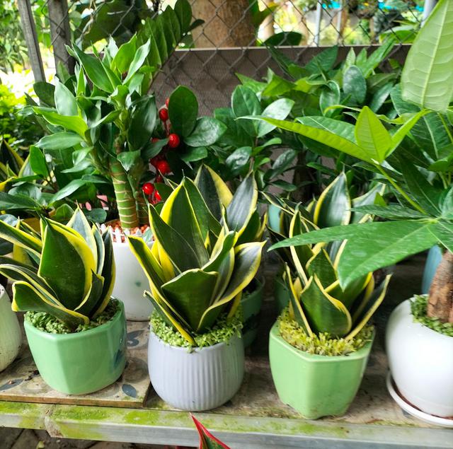 Những lọai c&acirc;y n&ecirc;n trồng th&aacute;ng 7 để tăng sinh kh&iacute; v&agrave; b&igrave;nh an cho gia đ&igrave;nh - Ảnh 3.