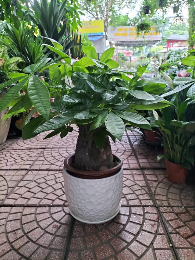 Những lọai c&acirc;y n&ecirc;n trồng th&aacute;ng 7 để tăng sinh kh&iacute; v&agrave; b&igrave;nh an cho gia đ&igrave;nh - Ảnh 2.