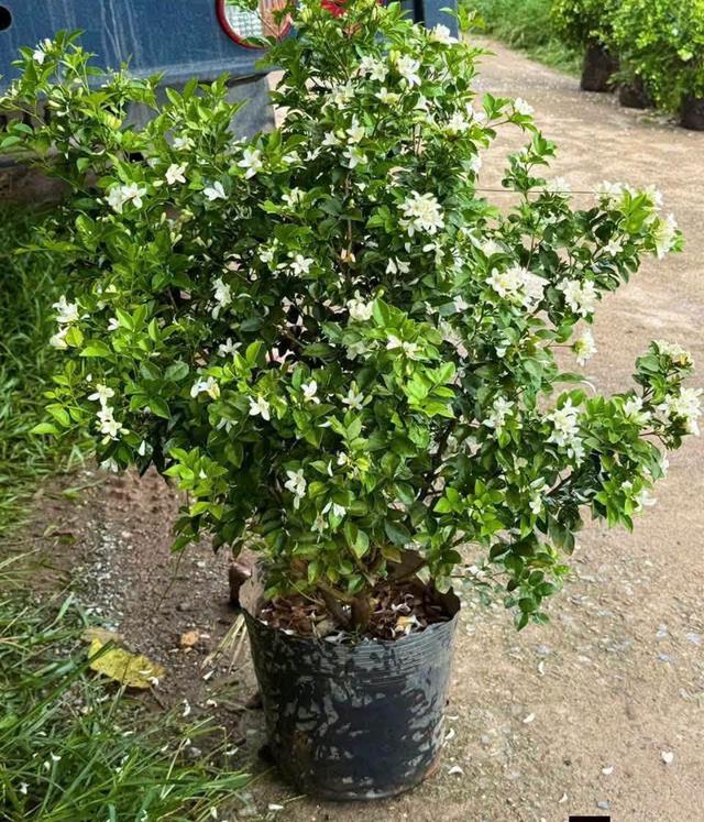 Những lọai c&acirc;y n&ecirc;n trồng th&aacute;ng 7 để tăng sinh kh&iacute; v&agrave; b&igrave;nh an cho gia đ&igrave;nh - Ảnh 4.