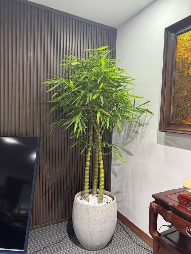 Những lọai c&acirc;y n&ecirc;n trồng th&aacute;ng 7 để tăng sinh kh&iacute; v&agrave; b&igrave;nh an cho gia đ&igrave;nh - Ảnh 5.