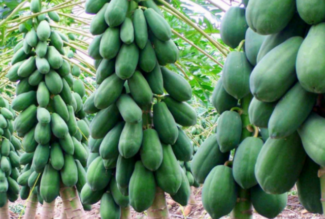 Muốn gia đạo hưng thịnh, trồng ngay loại cây này trước nhà, quả càng nhiều lộc càng to - Ảnh 1.
