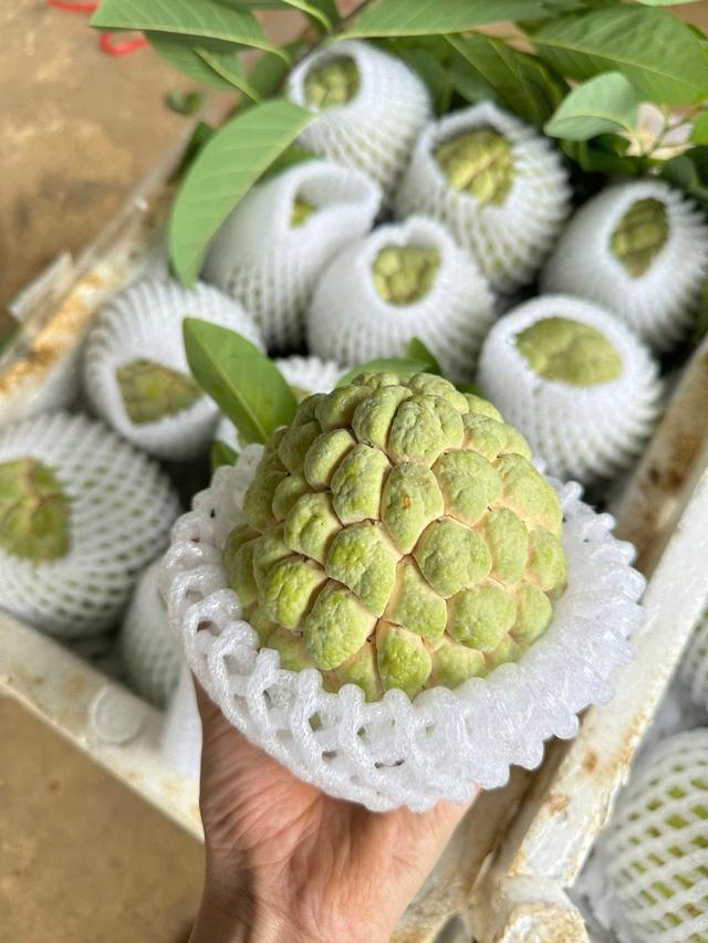 Loại na đặc sản mọc trên núi đá có gì đặc biệt mà được nhiều người tiêu dùng tìm mua đến vậy? - Ảnh 3.
