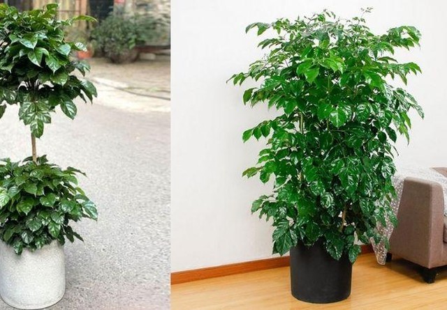 Cây hạnh phúc nở hoa báo hiệu điều gì? Mệnh nào trồng để lộc đổ về nhà? - Ảnh 2.