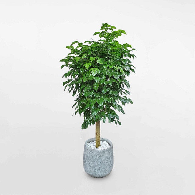 Cây hạnh phúc nở hoa báo hiệu điều gì? Mệnh nào trồng để lộc đổ về nhà? - Ảnh 4.