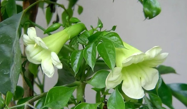 Cây hạnh phúc nở hoa báo hiệu điều gì? Mệnh nào trồng để lộc đổ về nhà? - Ảnh 3.