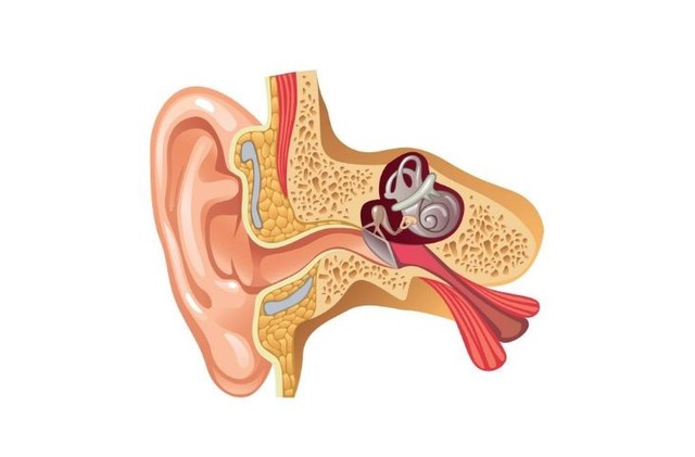 Bị ù tai nên ăn gì để hỗ trợ sức khỏe thính giác - Ảnh 1.