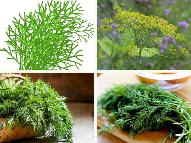 Đây mới là loại rau gia vị dễ trồng và mẹo trồng các loại thảo mộc trong nhà vừa làm món ăn ngon lại chữa được bệnh - Ảnh 2.