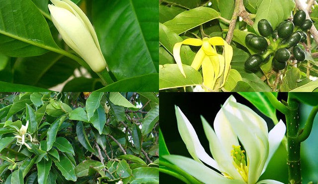 C&acirc;y điều h&ograve;a kh&ocirc;ng kh&iacute; vừa tốt cho sức khỏe lại mang &yacute; nghĩa phong thủy b&igrave;nh an cho gia đạo - Ảnh 2.