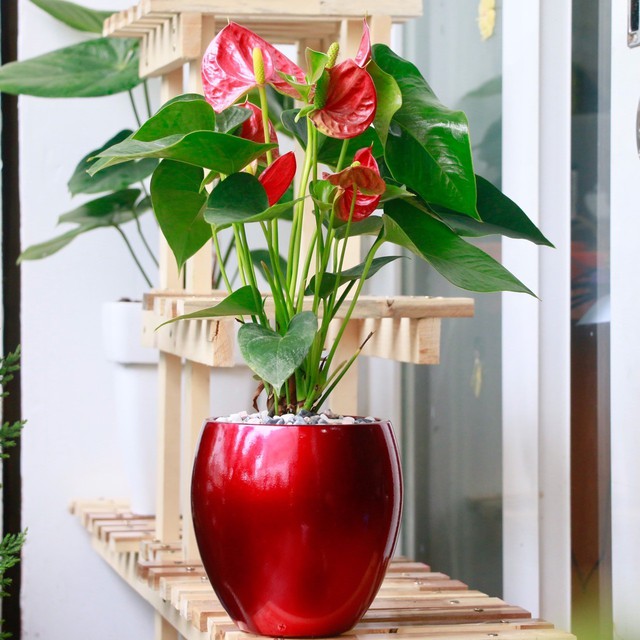 Muốn tài lộc vượng, sức khỏe tốt, người mệnh này nhất định nên chọn cây và chậu theo cách sau - Ảnh 3.
