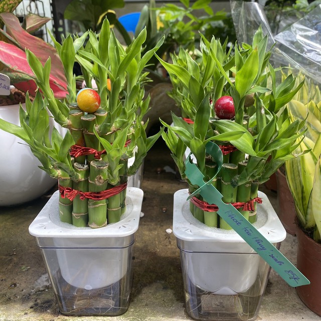 Muốn tài lộc vượng, sức khỏe tốt, người mệnh này nhất định nên chọn cây và chậu theo cách sau - Ảnh 2.