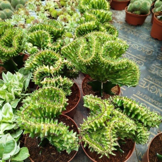 Trồng loại c&acirc;y sang xịn n&agrave;y trước cửa nh&agrave; vừa gi&uacute;p xua t&agrave;, chống trộm được giới nh&agrave; gi&agrave;u săn l&ugrave;ng - Ảnh 2.