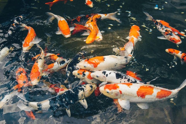 Lo&agrave;i c&aacute; phong thủy nu&ocirc;i trong nh&agrave; gi&uacute;p gia chủ c&oacute; sự nghiệp thăng hoa, t&agrave;i lộc nở rộ - Ảnh 1.