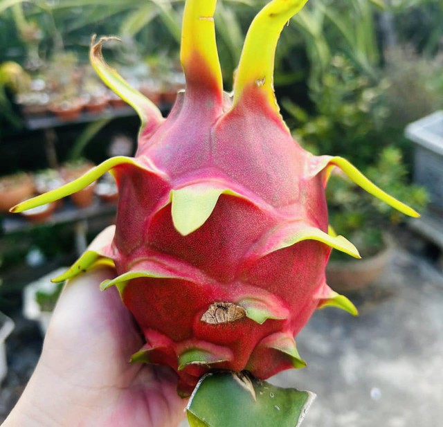 Th&ocirc;ng điệp s&acirc;u sắc từ m&acirc;m ngũ quả Trung thu, &yacute; nghĩa c&aacute;c loại quả? - Ảnh 3.
