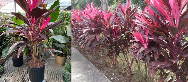 Trồng loại c&acirc;y n&agrave;y vừa ph&aacute;t t&agrave;i, tốt cho sức khỏe lại khử m&ugrave;i h&ocirc;i nh&agrave; vệ sinh cực tốt - Ảnh 1.