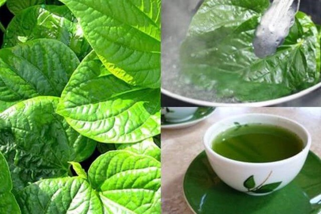 Uống nước l&aacute; lốt c&oacute; t&aacute;c dụng g&igrave;, uống h&agrave;ng ng&agrave;y c&oacute; được kh&ocirc;ng v&agrave; cần lưu &yacute;? - Ảnh 1.