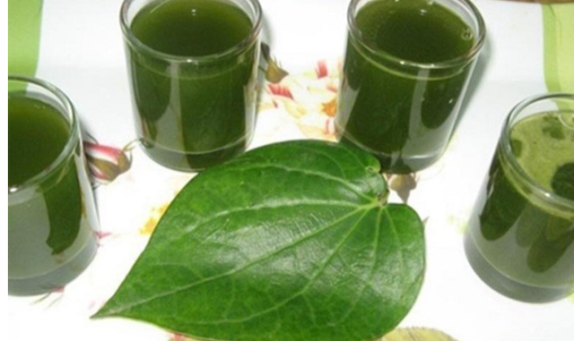 Uống nước l&aacute; lốt c&oacute; t&aacute;c dụng g&igrave;, uống h&agrave;ng ng&agrave;y c&oacute; được kh&ocirc;ng v&agrave; cần lưu &yacute;? - Ảnh 2.