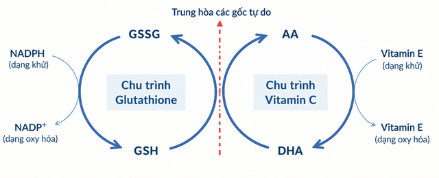 Glutathione & Vitamin C: Bộ đ&ocirc;i hỗ trợ chống oxy h&oacute;a trong routine l&agrave;m đẹp - Ảnh 2.