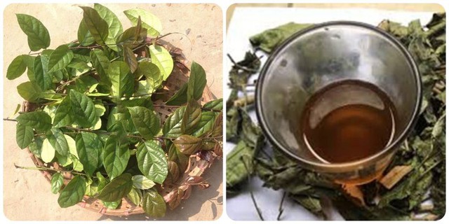 Uống l&aacute; xạ đen c&oacute; t&aacute;c dụng g&igrave;, n&ecirc;n uống kh&ocirc; hay tươi? - Ảnh 2.