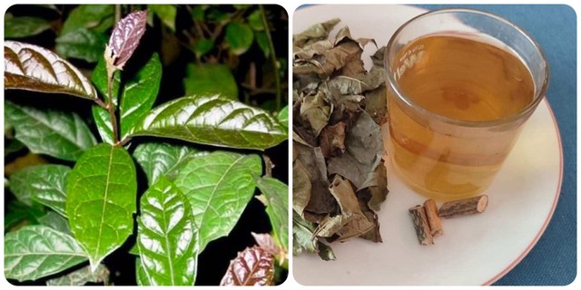 Uống l&aacute; xạ đen c&oacute; t&aacute;c dụng g&igrave;, n&ecirc;n uống kh&ocirc; hay tươi? - Ảnh 3.