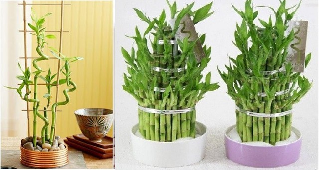 Đặt một chậu c&acirc;y nhỏ tr&ecirc;n b&agrave;n l&agrave;m việc, bạn sẽ nhận lại những thay đổi bất ngờ n&agrave;y - Ảnh 3.