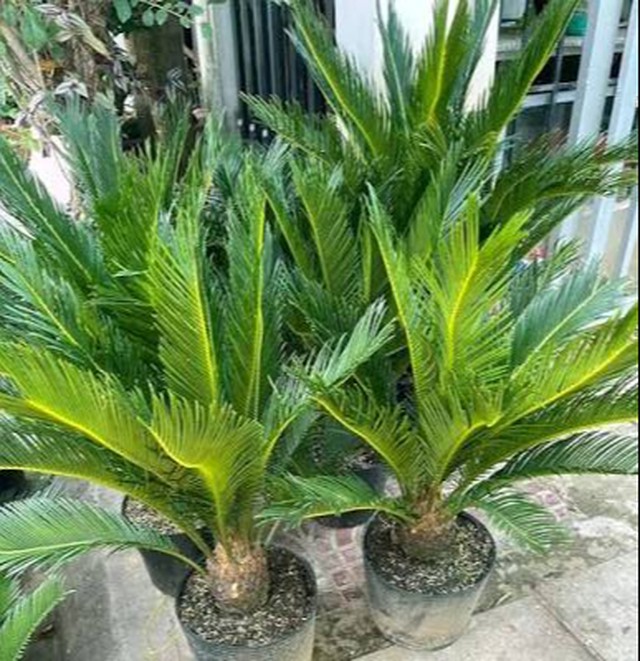 Loại c&acirc;y lọc kh&ocirc;ng kh&iacute; nếu trồng trước cửa nh&agrave; gia chủ c&oacute; thể y&ecirc;n t&acirc;m hưởng ph&uacute;c - Ảnh 3.