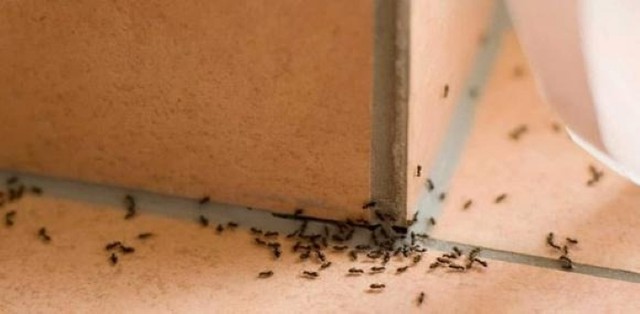 Đ&acirc;y mới l&agrave; con vật mang điềm xui v&agrave; vật dụng "h&atilde;m t&agrave;i" gia chủ nhất định phải tr&aacute;nh xa - Ảnh 1.