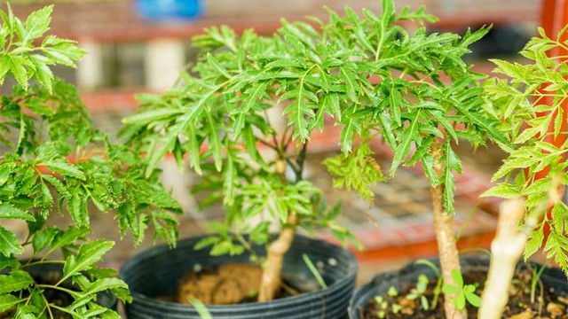 Trồng ngay loại cây dễ sống được ví như "thần giữ của" để bảo vệ sức khỏe và vượng khí - Ảnh 3.