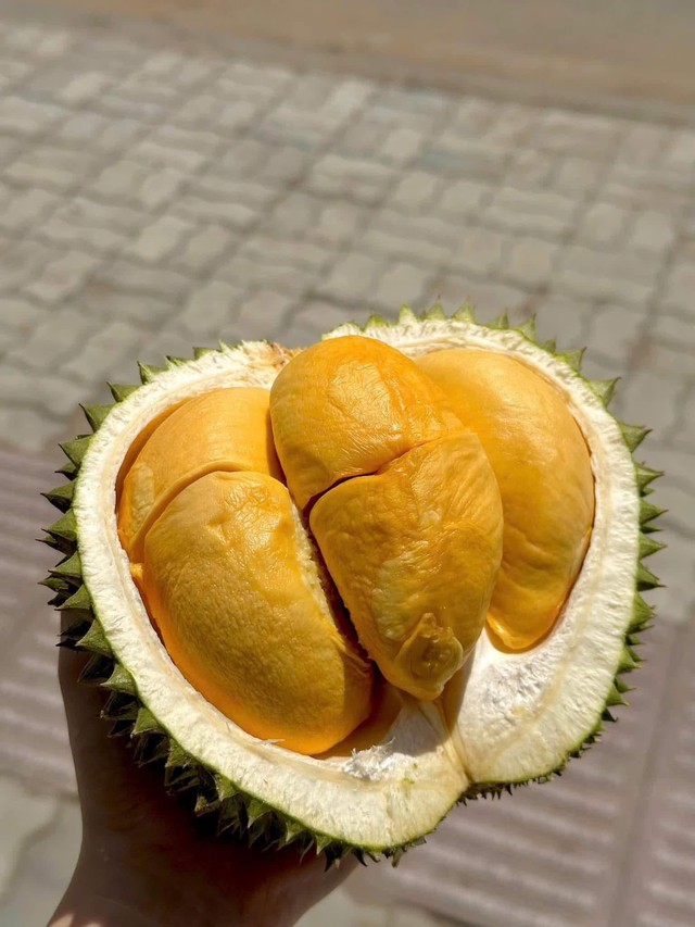 Một loại sầu ri&ecirc;ng gi&aacute; tiền triệu/quả nhưng kh&ocirc;ng phải ai cũng c&oacute; cơ hội thưởng thức - Ảnh 3.