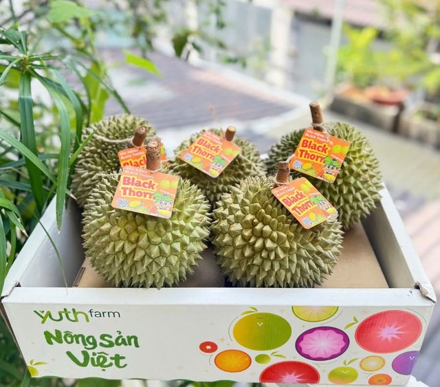Một loại sầu ri&ecirc;ng gi&aacute; tiền triệu/quả nhưng kh&ocirc;ng phải ai cũng c&oacute; cơ hội thưởng thức - Ảnh 2.