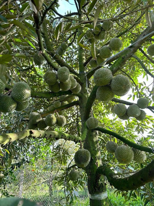 Sầu Black Thorn có gì đặc biệt mà giá lên tới tiền triệu/quả? - Ảnh 4.